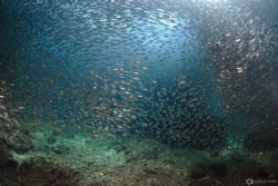 Sardine Extravaganza by Nadya Kulagina 